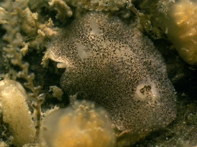 Onchidoris pusilla